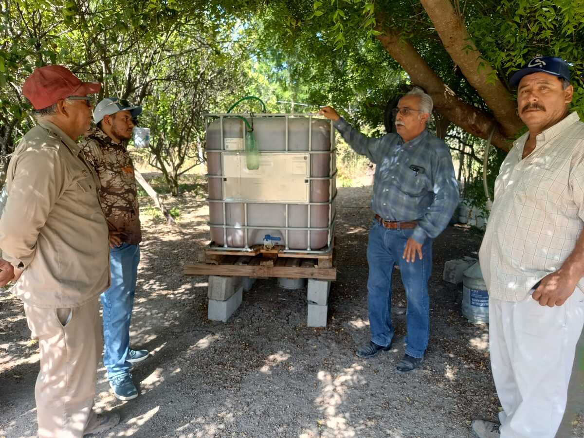 Emiliano Rodríguez aplica bioinsumos en su huerta de cítricos del ejido Cerrito Nuevo, en Güémez, tras las afectaciones provocadas por años de sequía.