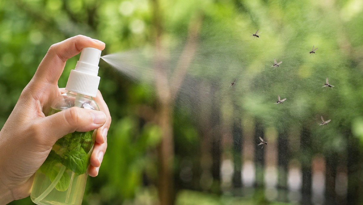 Así puedes mantener alejados a los insectos de tu hogar | IA DISCOVER