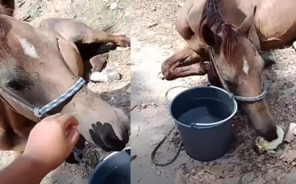 Temen que el caso de este caballo se trate de un presunto abandono o maltrato animal. | Foto: Cortesía