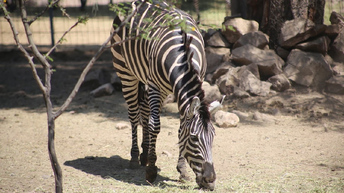 El zoológico confirmó que la cría murió antes de nacer. | Dany Béjar.