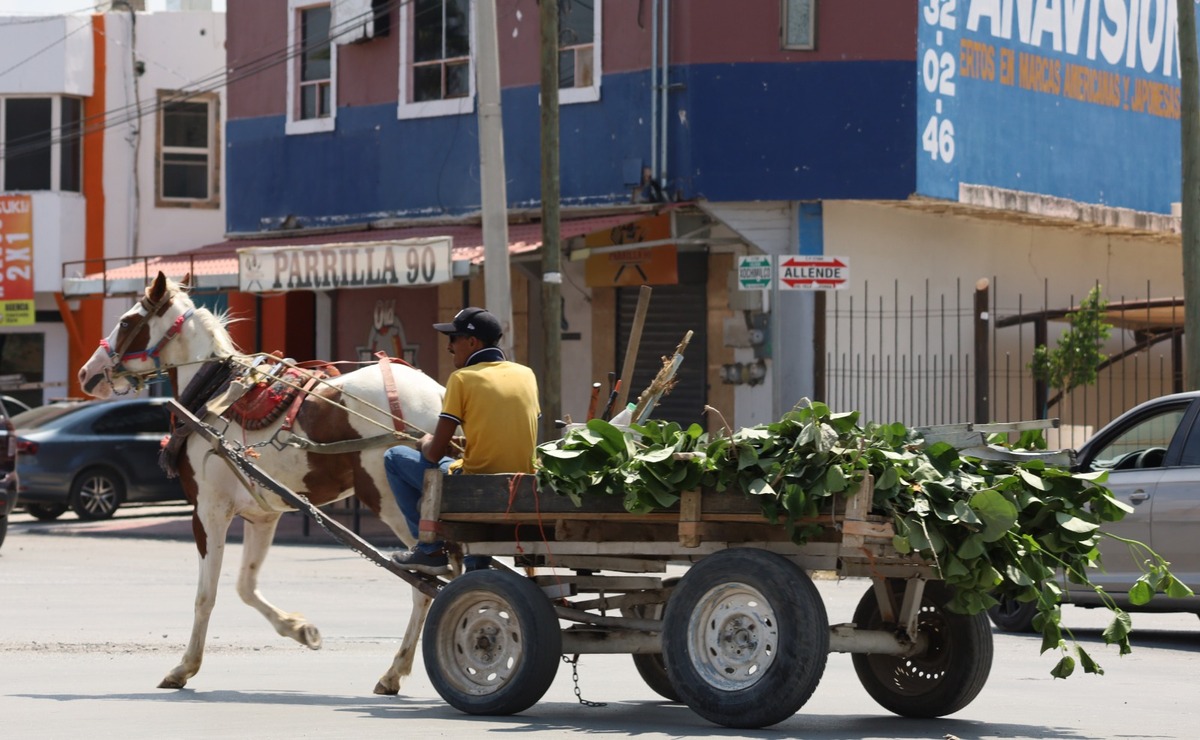 Animales en labores de carga. | Foto: Verónica Rivera