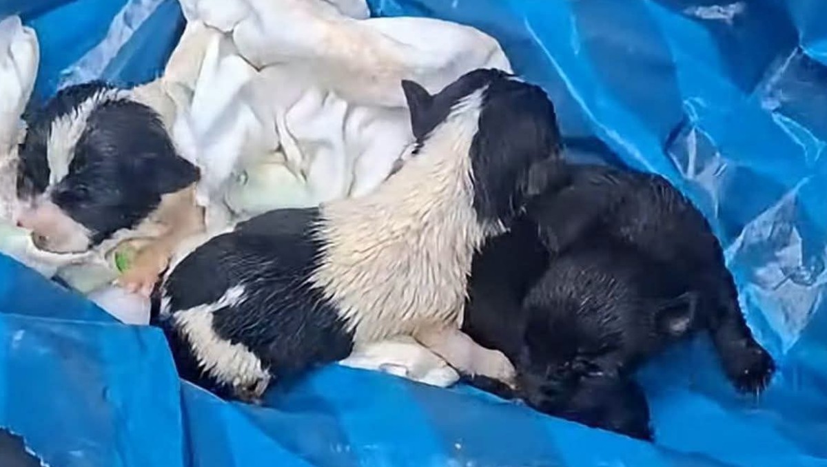 Arrojan a cachorros a la basura. | Foto: Especial