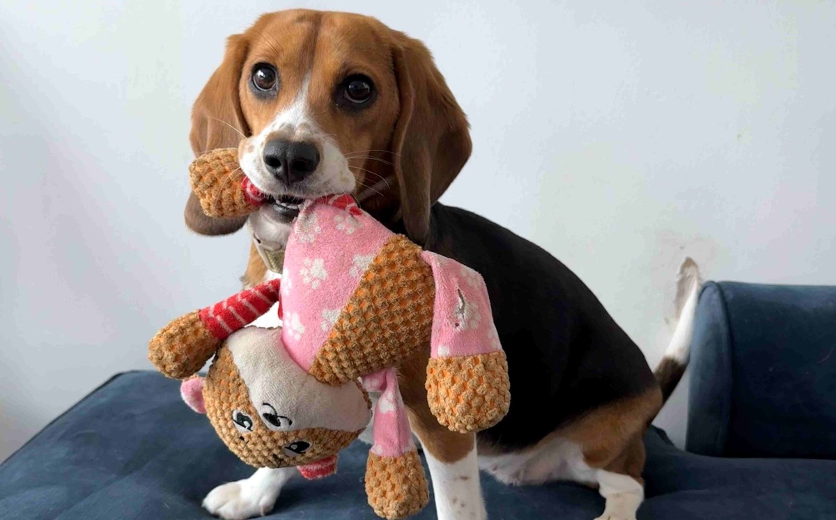 Bailey, uno de los dos beagles genéticamente modificados. | Foto: Kindred Companion Sciences / The New York Times