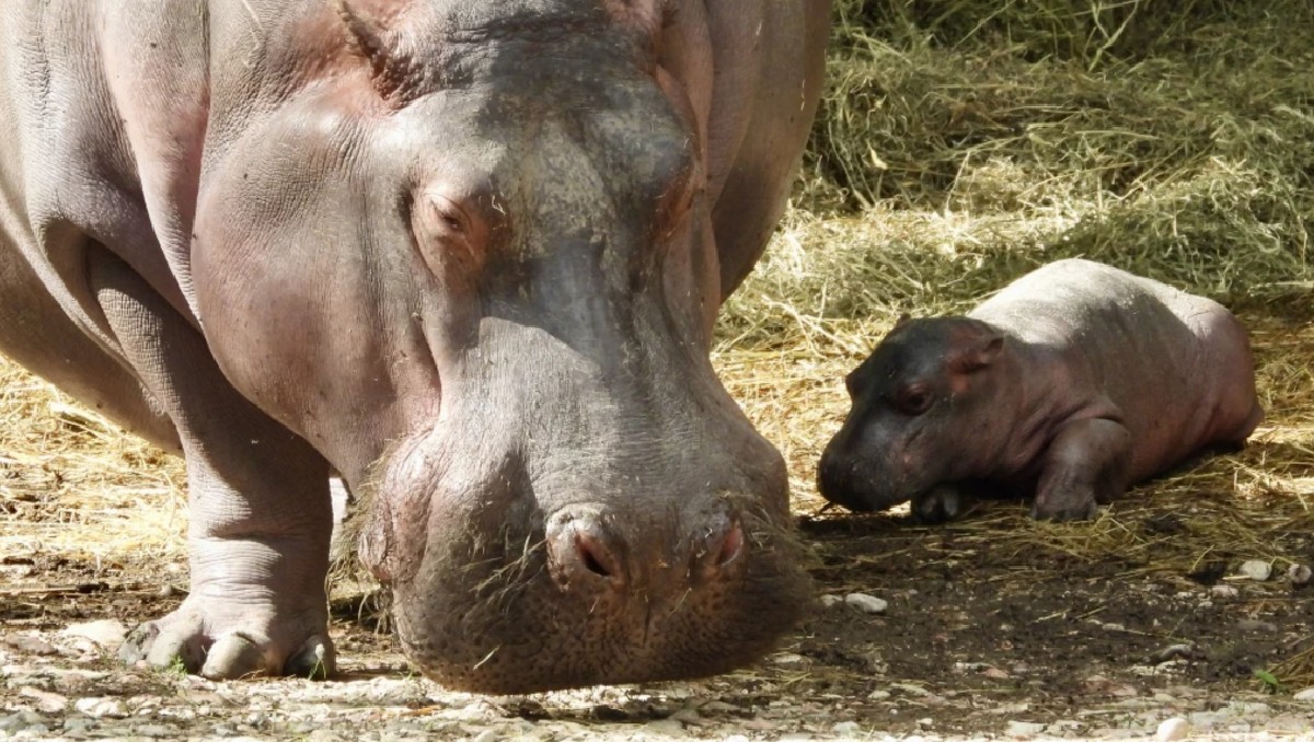 La cría de 50 kg evoluciona favorablemente junto a su madre de 2.5 toneladas. | Foto: EFE