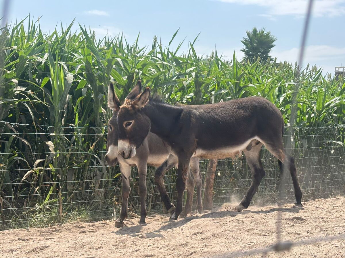 En Torreón, buscan dar nueva vida a burros jubilados tras muerte de Vernon. | Foto: Cristian Morúa.