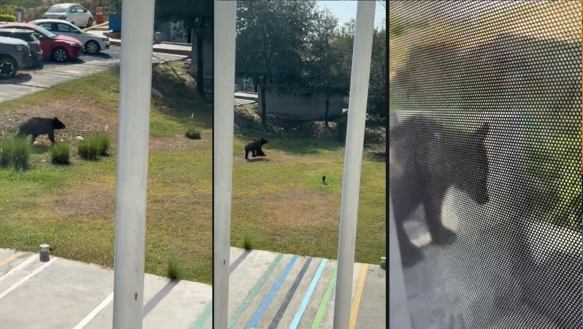 El oso anduvo rondando los pasillos y el patio de la preparatoria. Foto: Especial