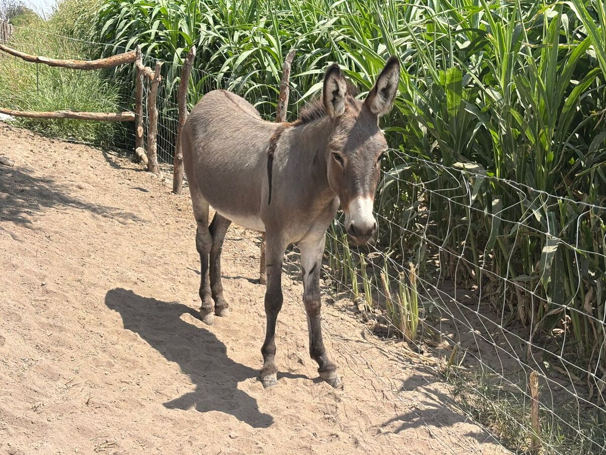 amarito tenía apenas siete días de nacido cuando fue decapitado en un predio de La Partida, Torreón.| Cristían Morúa.