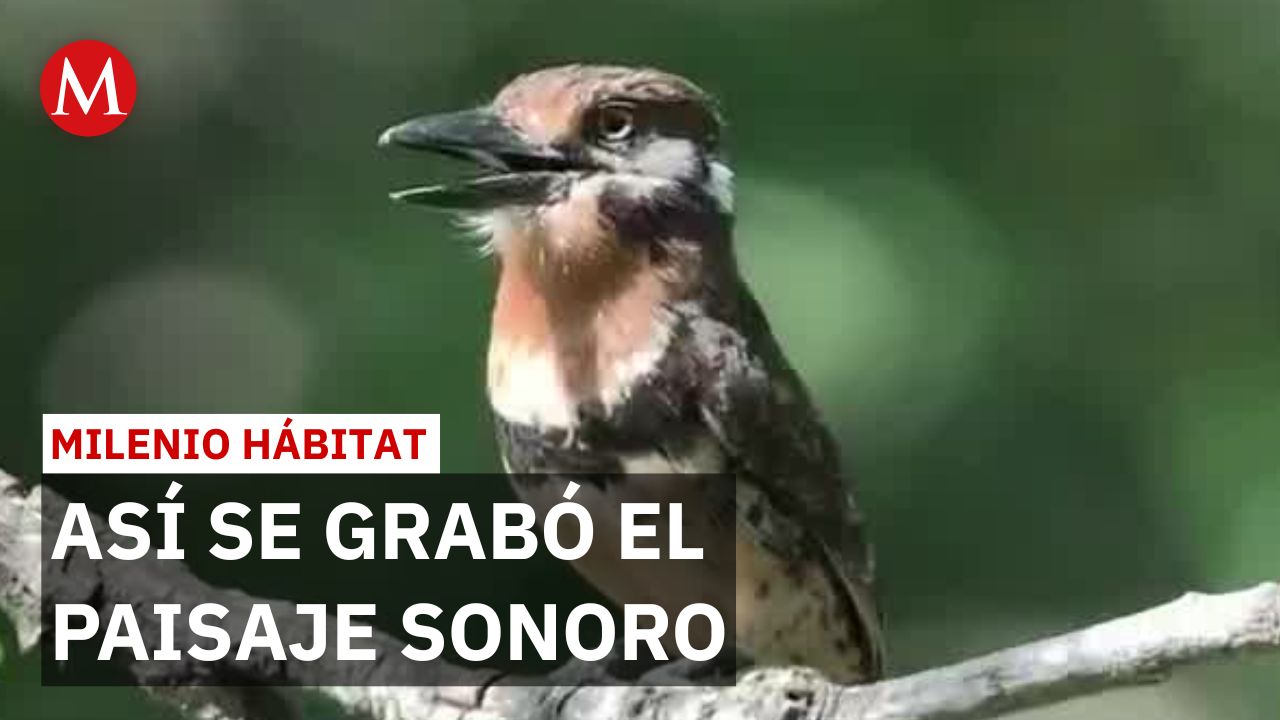 Biólogo registra sonidos de aves para serie de Netflix | Milenio Hábitat
