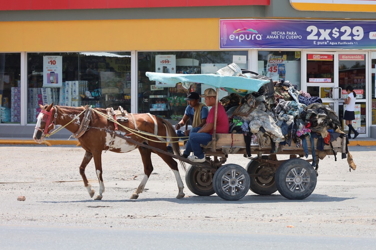 Cerca de 40 carromateros participarán en la caravana de jubilación de equinos en Torreón. (Verónica Rivera)