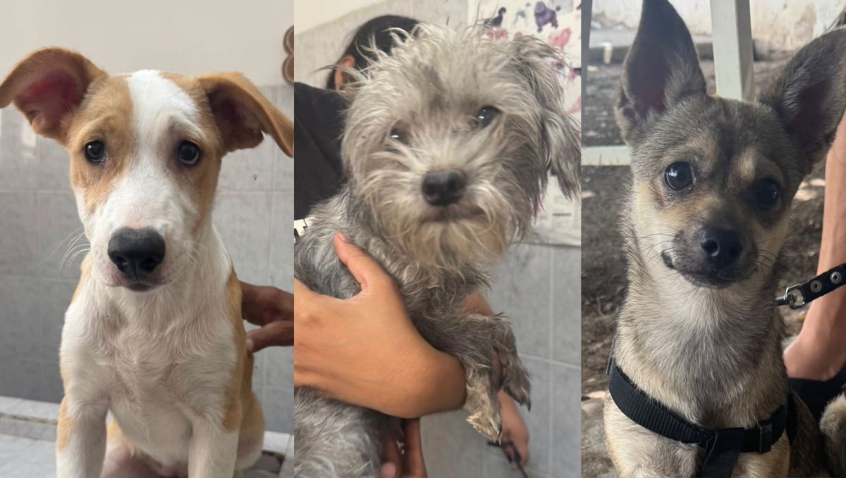 La dependencia busca fomentar la tenencia responsable y generar espacios de convivencia. | Cortesía de facebook: Control Canino Municipal