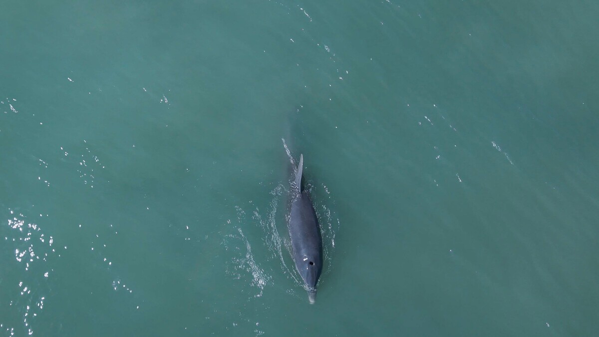 Un grupo de delfines “nariz de botella” (Tursiops truncatus) nada cerca de la embarcación en Laguna de Términos| Paula Mónaco