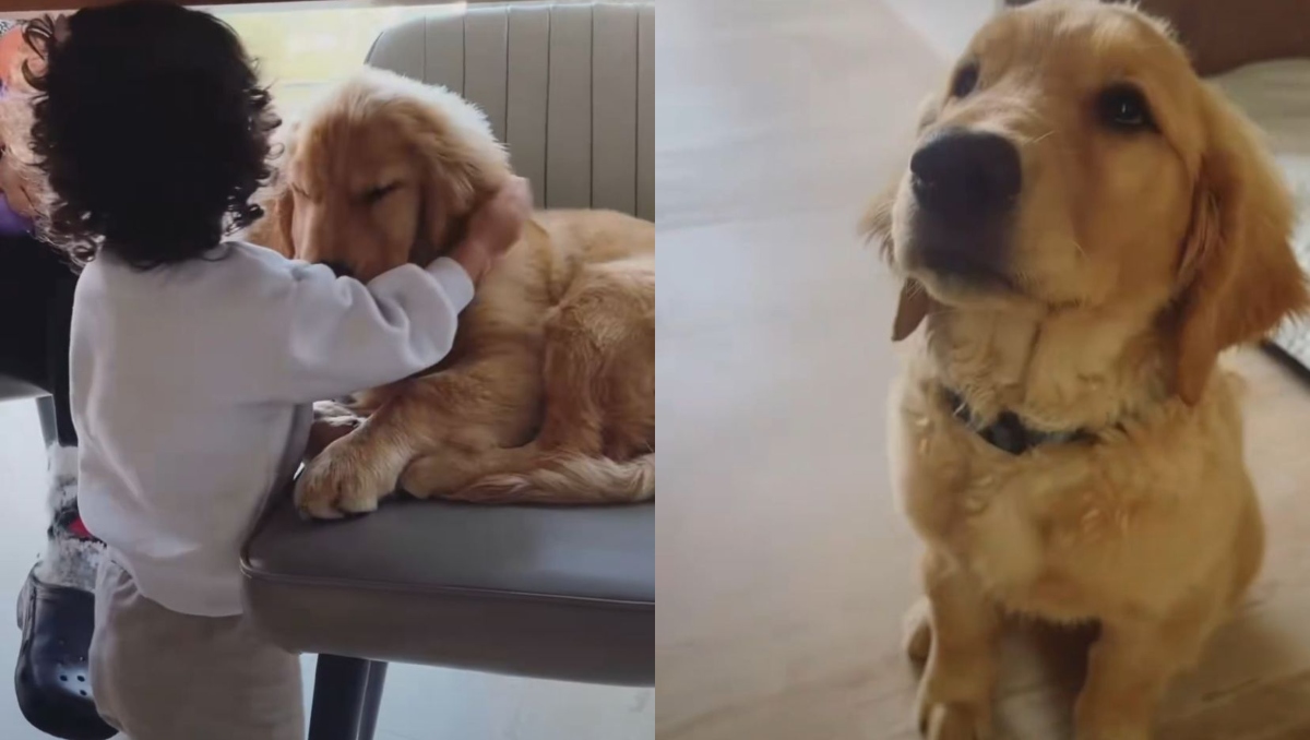 Mascota de Jonathan Meléndez, integrante asesinado de Camilo Séptimo/ X