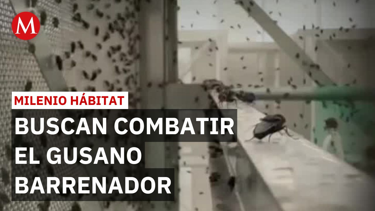 México cría 15 millones de moscas para combatir el gusano barrenador | Milenio Hábitat