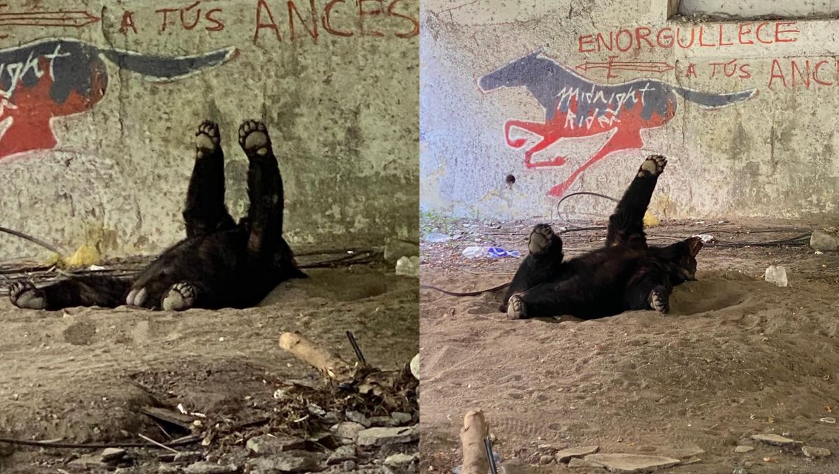 El animal fue ubicado bajo el puente de parque río La Silla. | Miguel Méndez