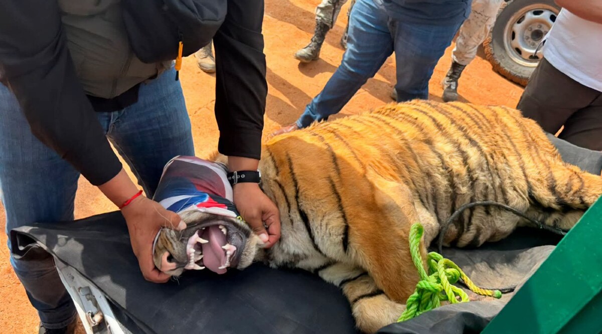 Aseguran dos tigres de Bengala. | Foto: Especial