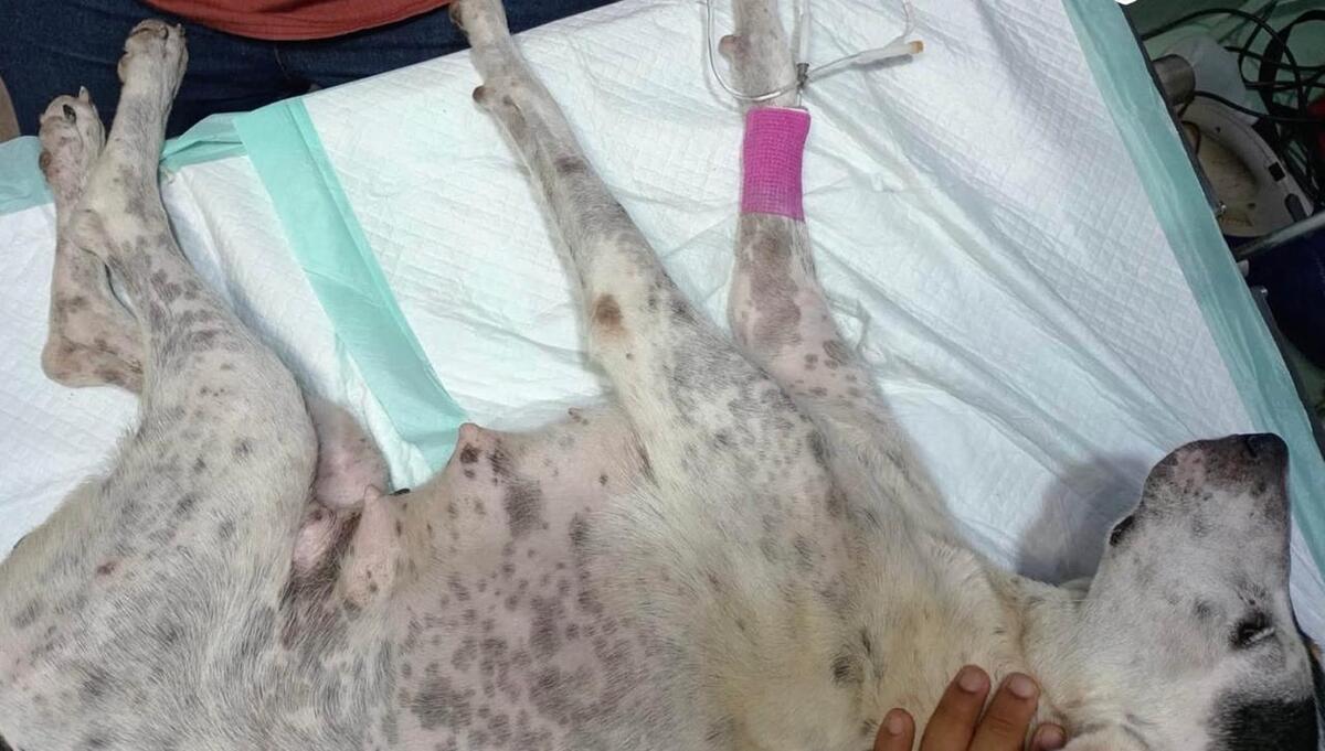 Un ataque con machete dejó con la columna quebrada a una perra en Tuxpan, Veracruz; activistas rescataron al animal y sus cachorros y exigen justicia.
