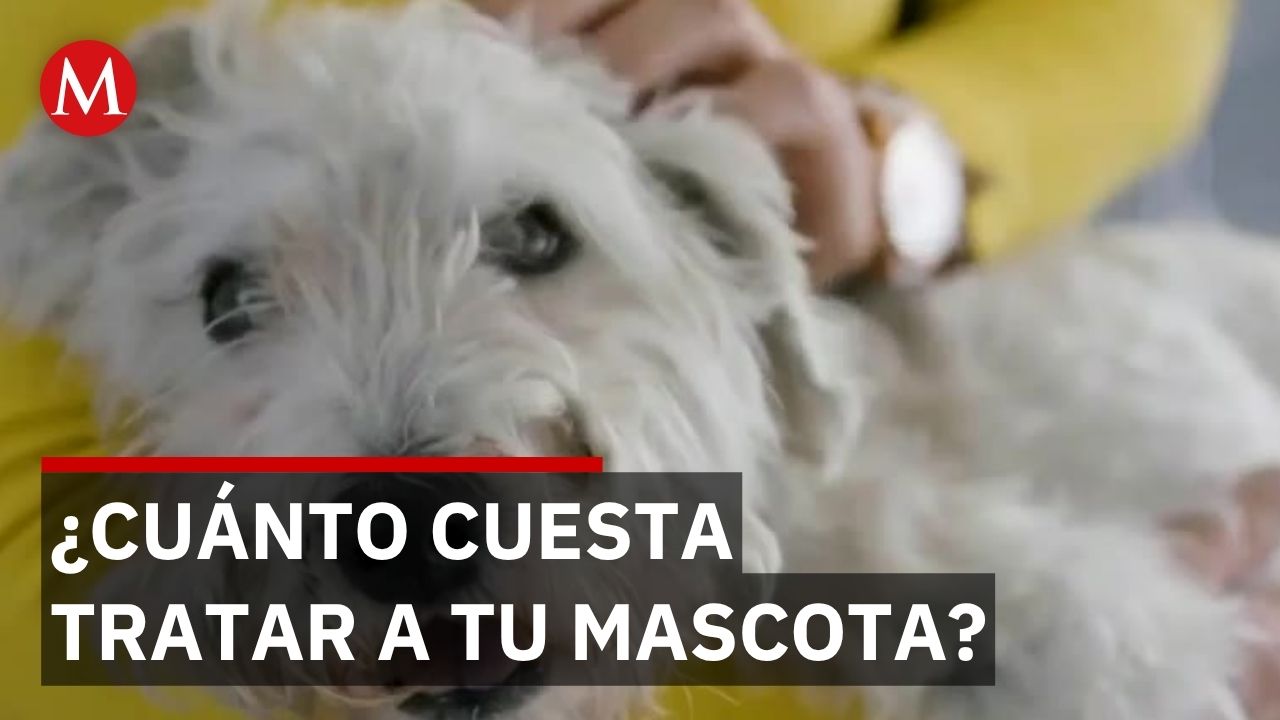 Cirugía oncológica para mascotas un 30% más económica en hospitales municipales de Guanajuato