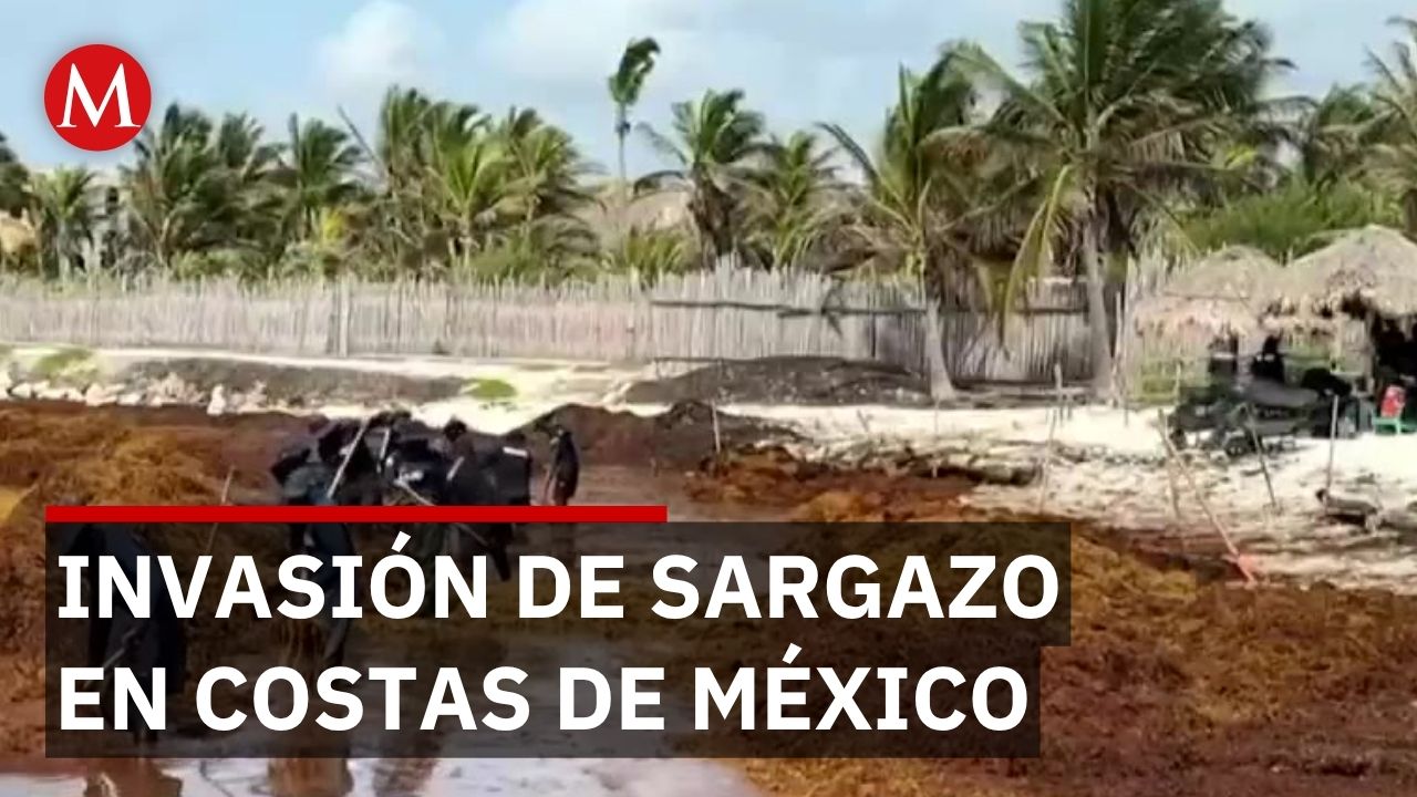 Invasión de sargazo en México afecta ecosistemas y economía turística