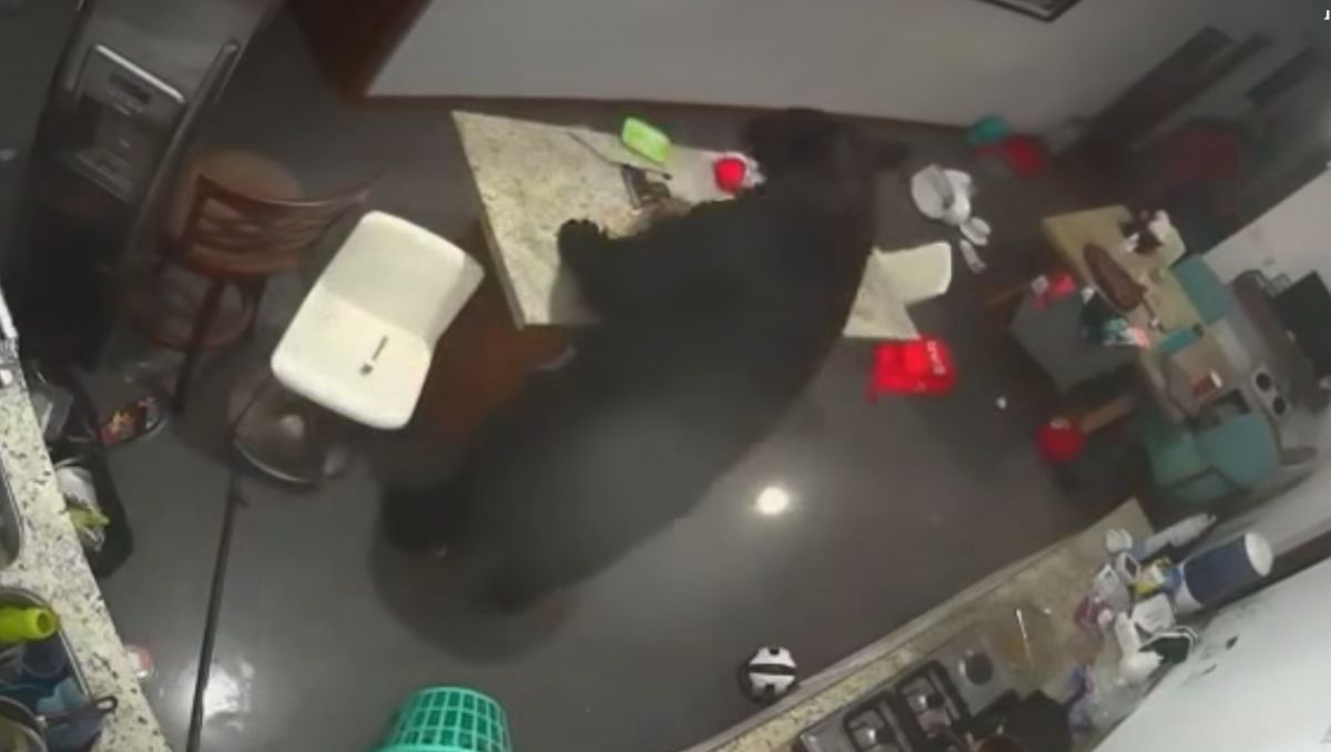 Mauricio Farah informó que el oso ha entrado a distintas residencias en el municipio de San Pedro. | Especial