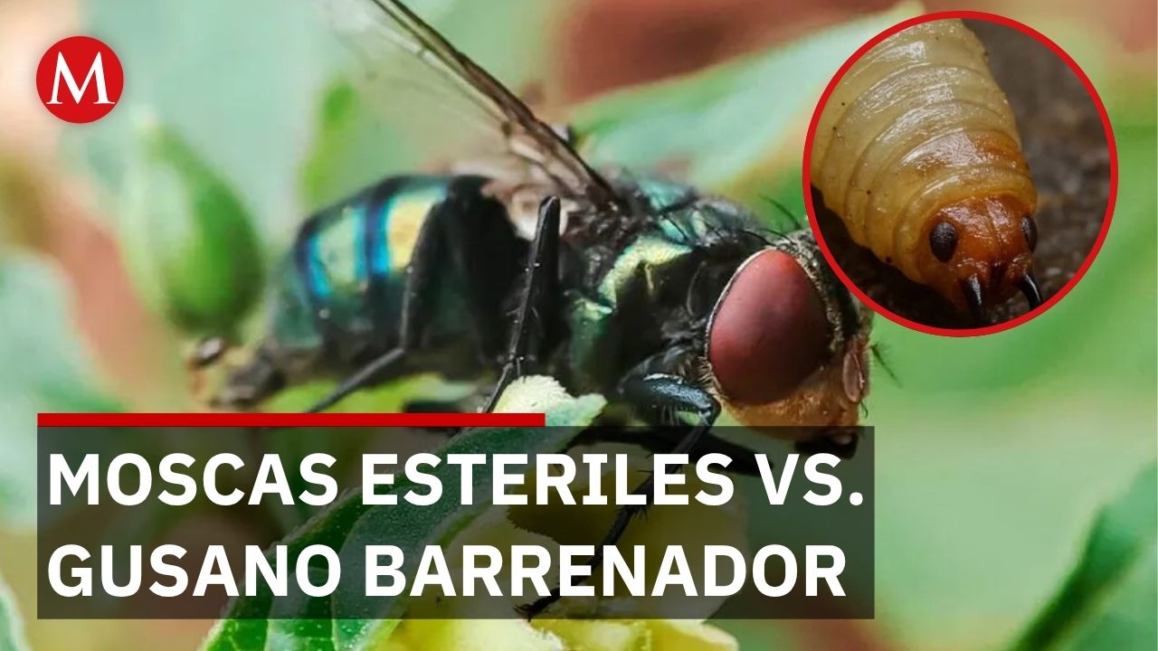 México produce moscas estériles para erradicar el gusano barrenador