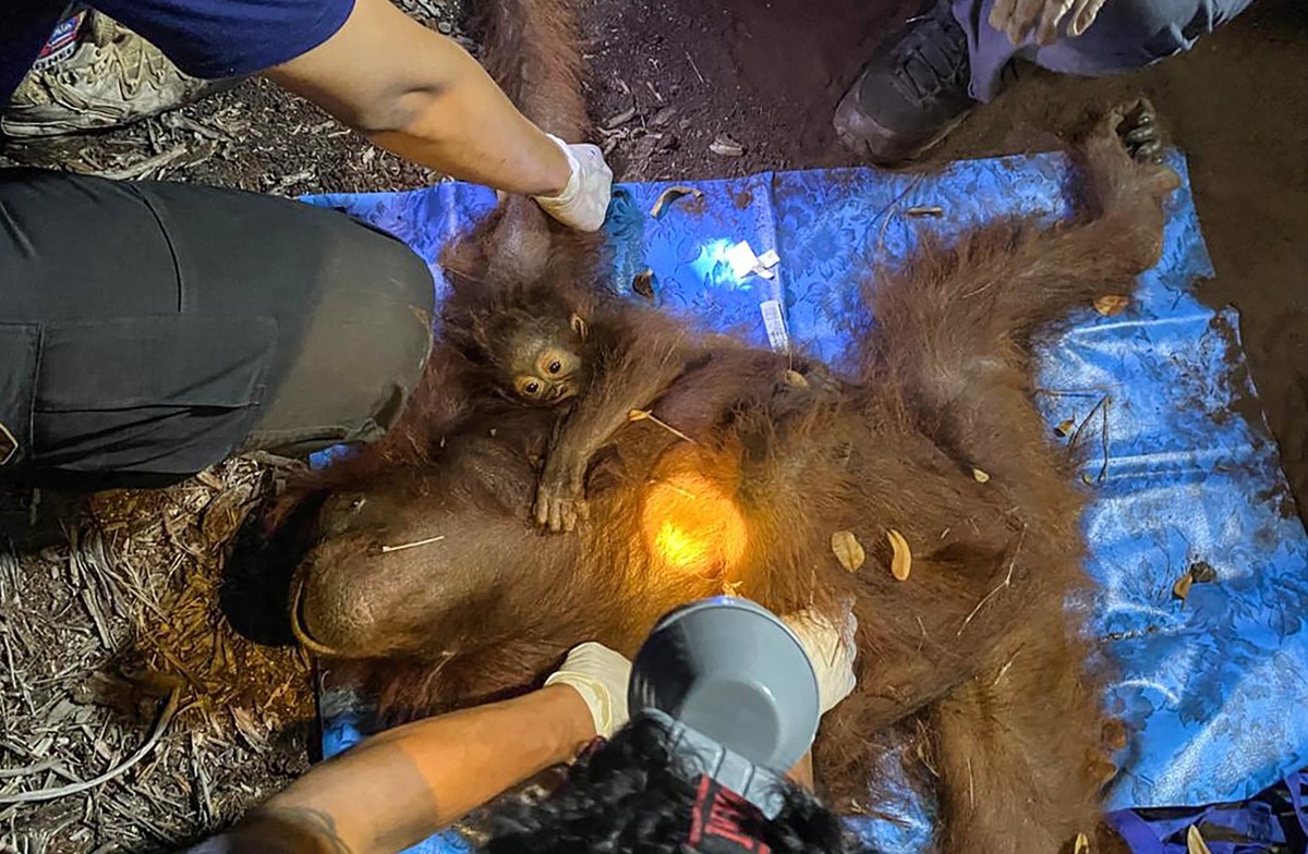 Raya y Rayu, fueron evacuadas por funcionarios de la Agencia de Conservación de Recursos Naturales (BKSDA). | AFP