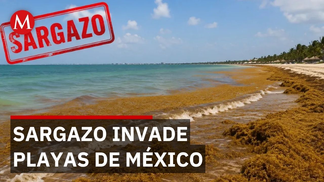 Sargazo desapareció del Atlántico pero ahora invade playas de México