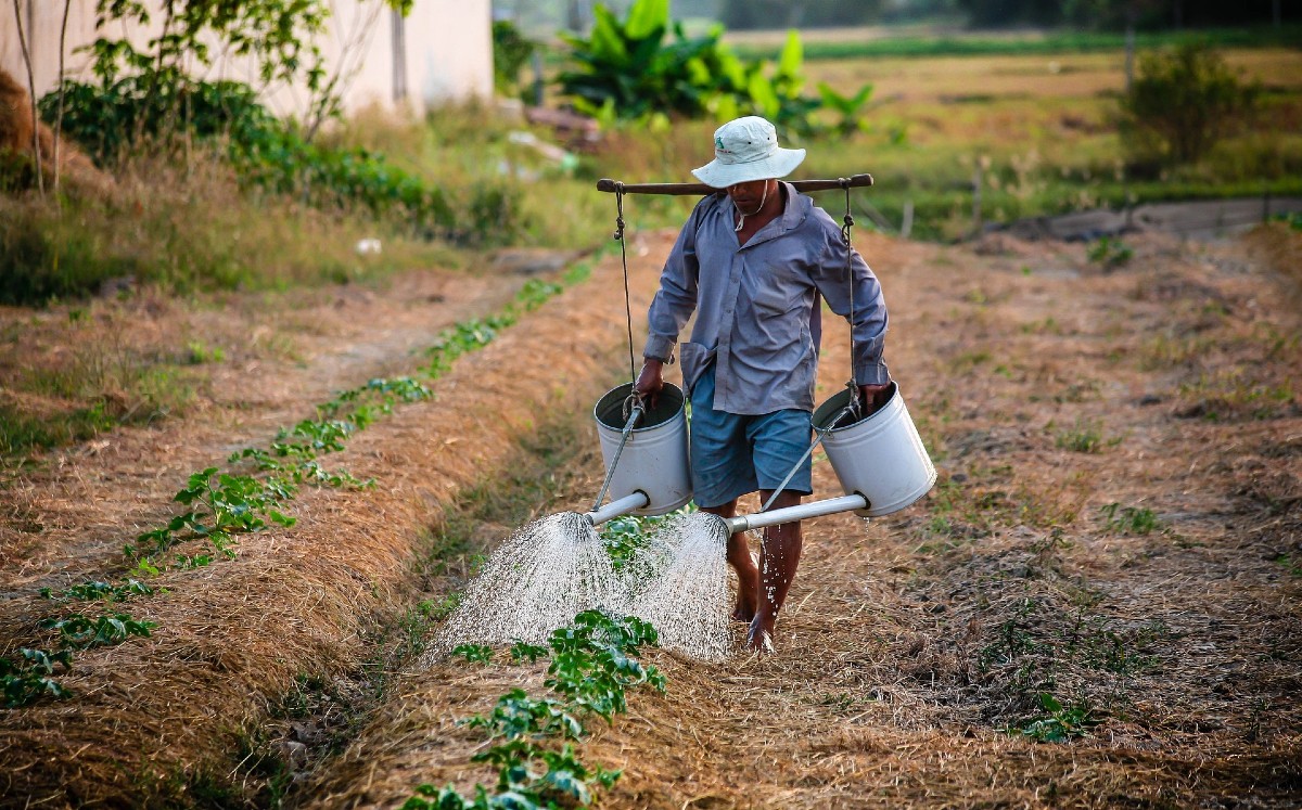 Más del 40 por ciento de los alimentos consumidos en el país proviene de las parcelas de pequeños agricultores. | Foto: Pixabay