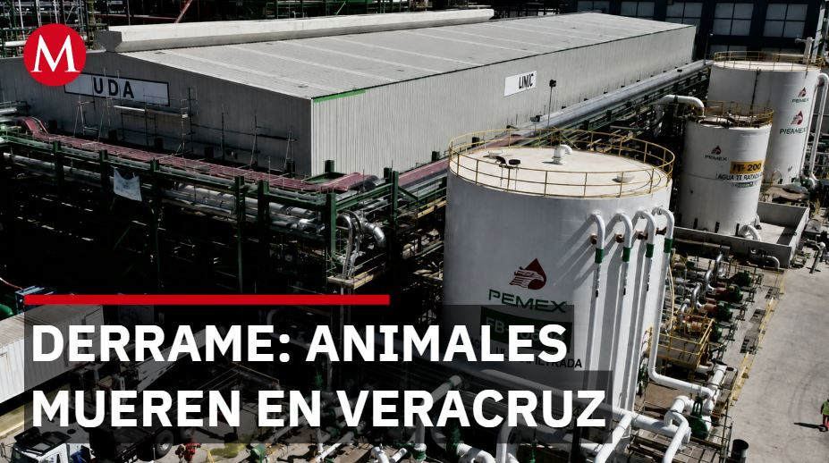 Derrame de PEMEX en Veracruz: animales mueren y empresa niega responsabilidad