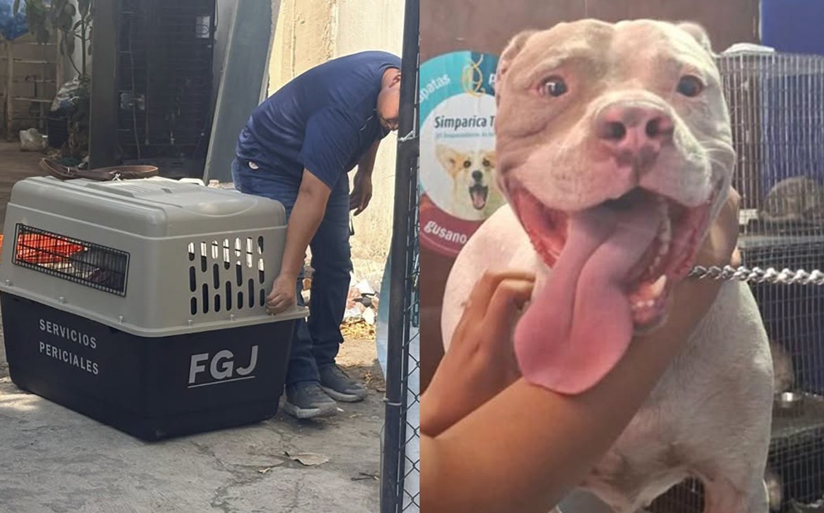 Lomito asegurado en inmueble tras cateo de la Policía Investigadora. | Foto: FGJT