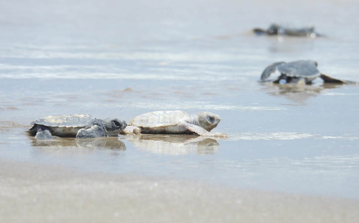 Entre miles de crías, una tortuga verde destaca por su inusual coloración. | Facebook: Comisión de Parques y Biodiversidad Tamaulipas