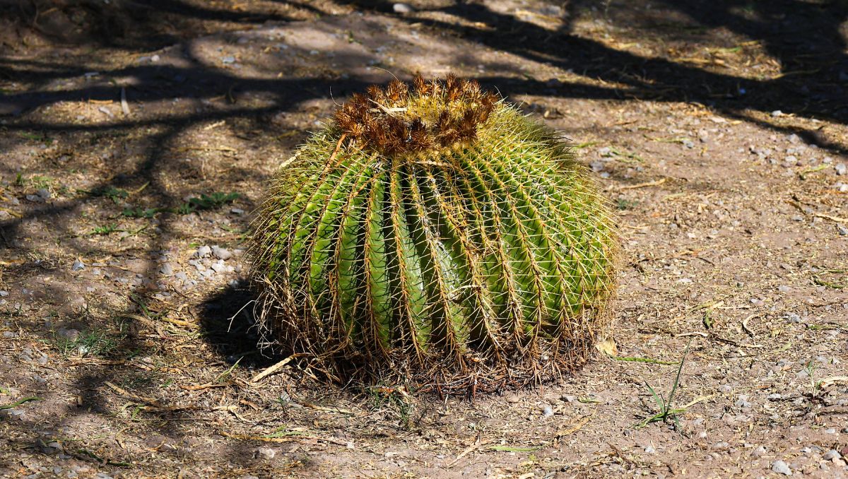 Las plantas locales han evolucionado para soportar altas temperaturas y sequías prolongadas. | Rolando Riestra