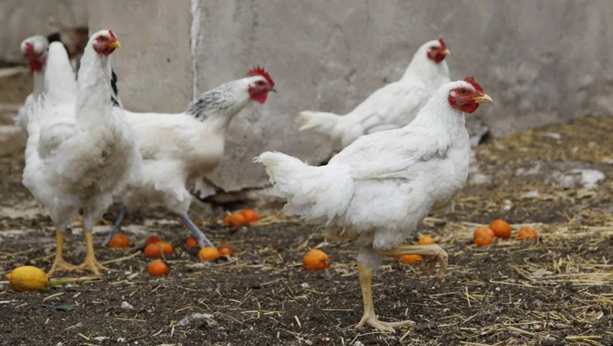 Se prohíbe el traslado de aves no controladas por el Sistema de Monitoreo Avícola. | Foto: EFE