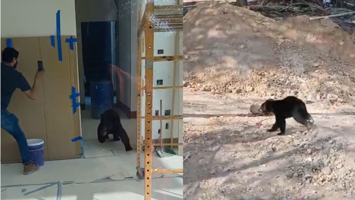 El hombre intentaba grabar al osezno cuando el animal lo persiguió. | Especial