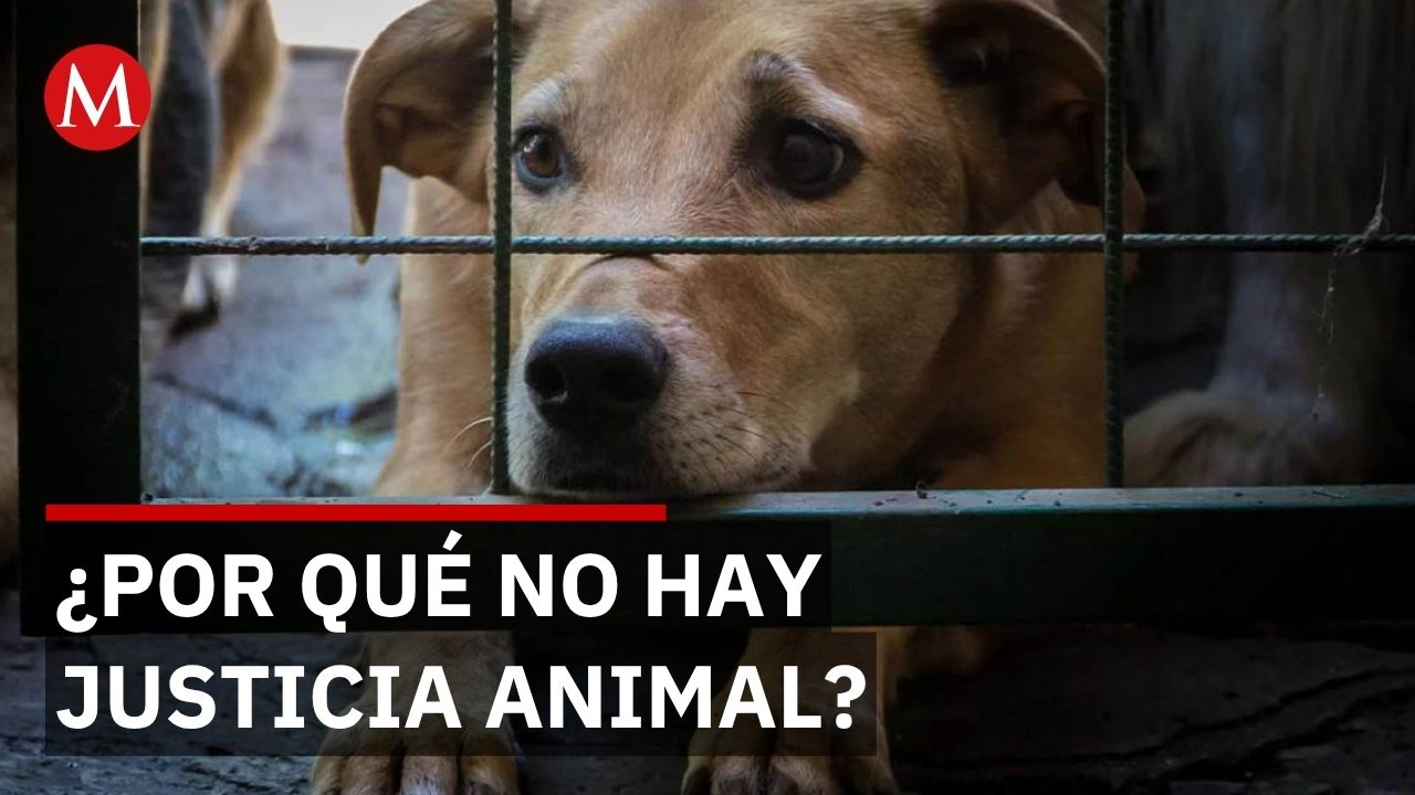 Veracruz tiene ley contra maltrato animal pero casi nadie va a prisión