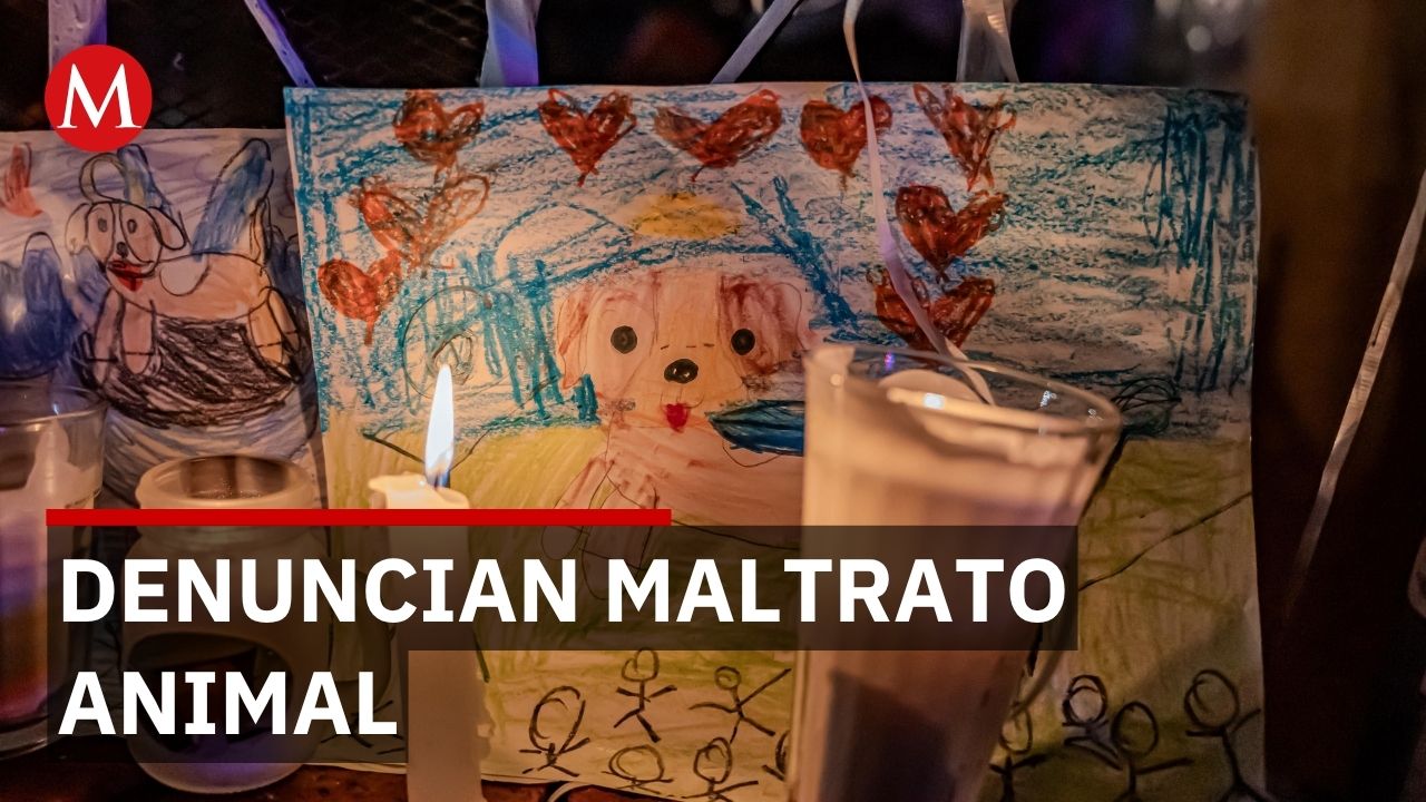 Activistas denuncian impunidad tras casos de maltrato animal en Veracruz