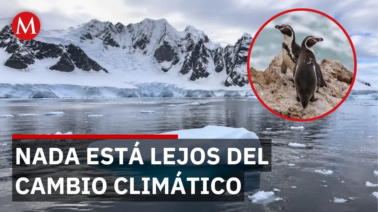 La Antártida cambia y amenaza el equilibrio de los ecosistemas marinos
