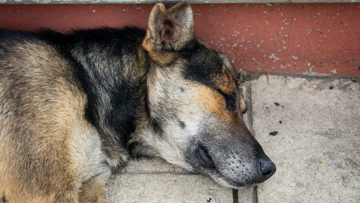 Balean a perrita al defender a trabajadoras de un asalto en Puebla | Agencia Es Imagen