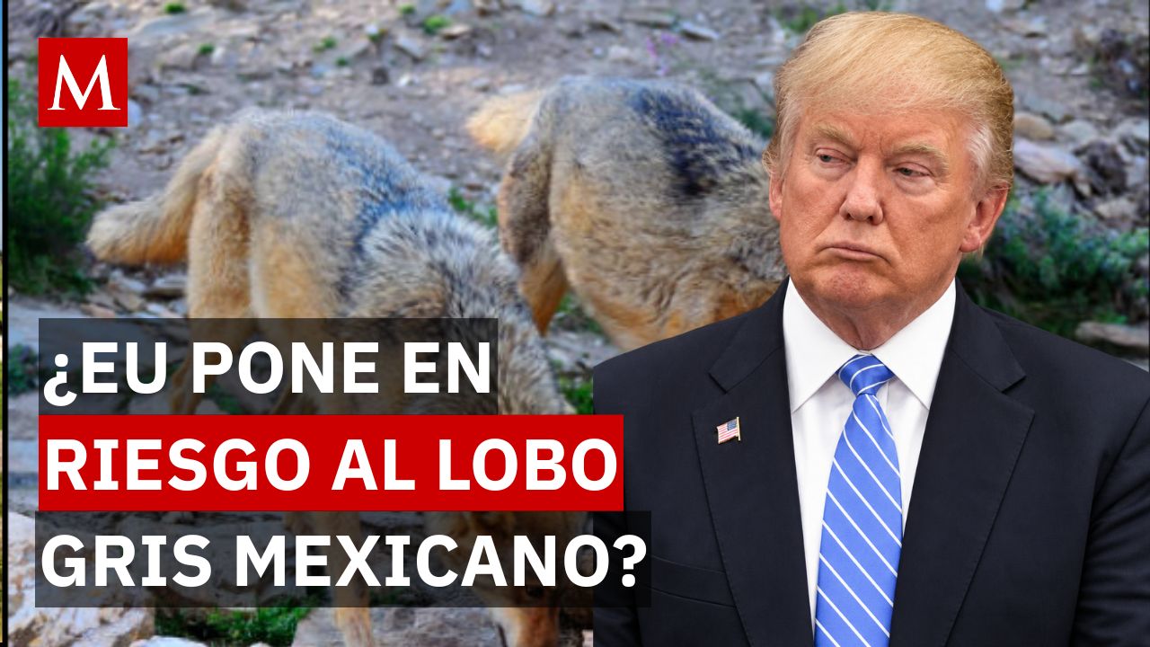 ¡Alarma ambiental! Quedan solo 317 lobos mexicanos y Trump busca quitarles la protección