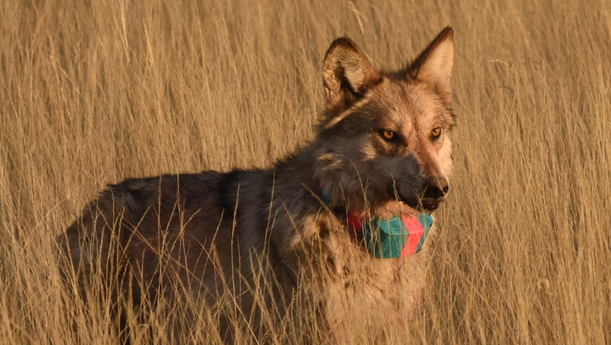 El lobo mexicano estuvo cerca de extinguirse en la década de 1970 | Foto: FWS