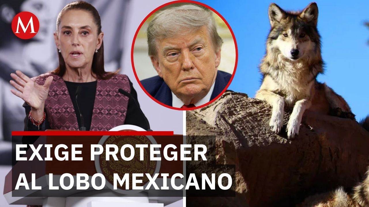 ¿Trump frena protección? Sheinbaum exige coordinación por el lobo mexicano