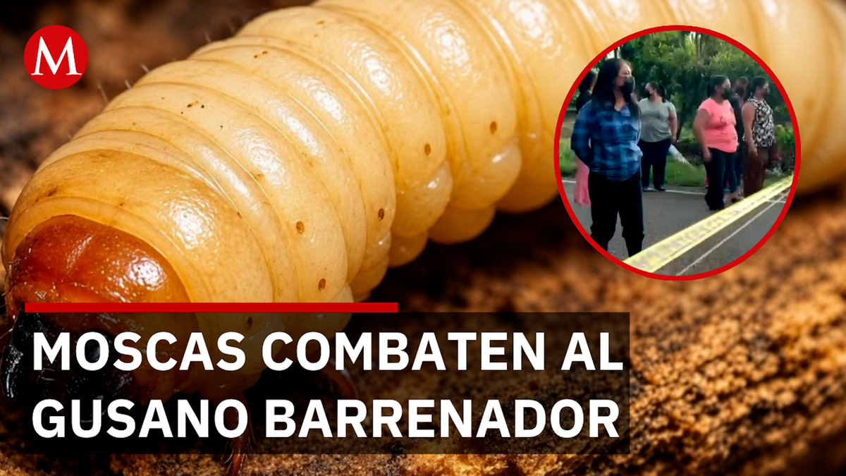 Bloquean plantas de moscas en Chiapas por malos olores