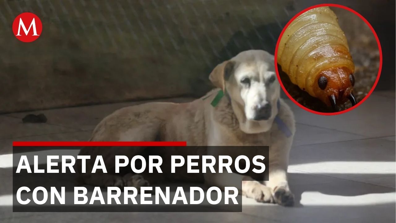 Descubren 6 perros con gusano barrenador en Saltillo; autoridades capacitan personal