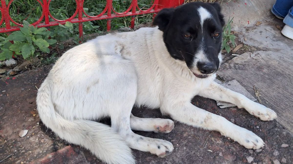 Encharcamientos y anegaciones pueden provocar muertes de mascotas.| Aldo Flores.