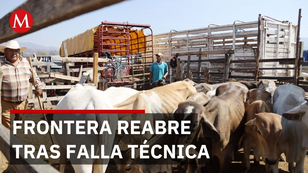 Reabre frontera en Sonora para exportación de ganado tras reparación de trampa hidráulica