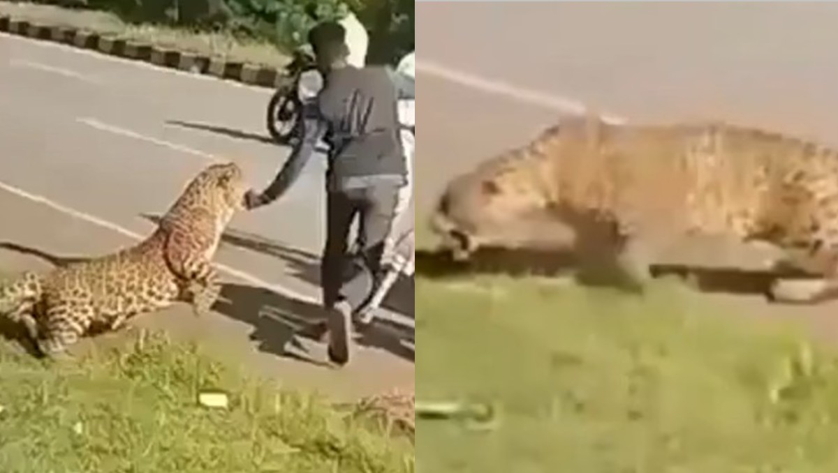 El sucedo se dió en la carretera de Karnataka, India. | Redes Sociales