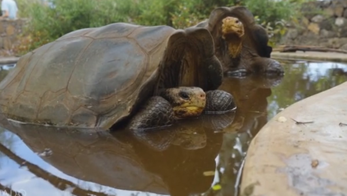 Tortugas alienígenas (Foto: CNN en Español)