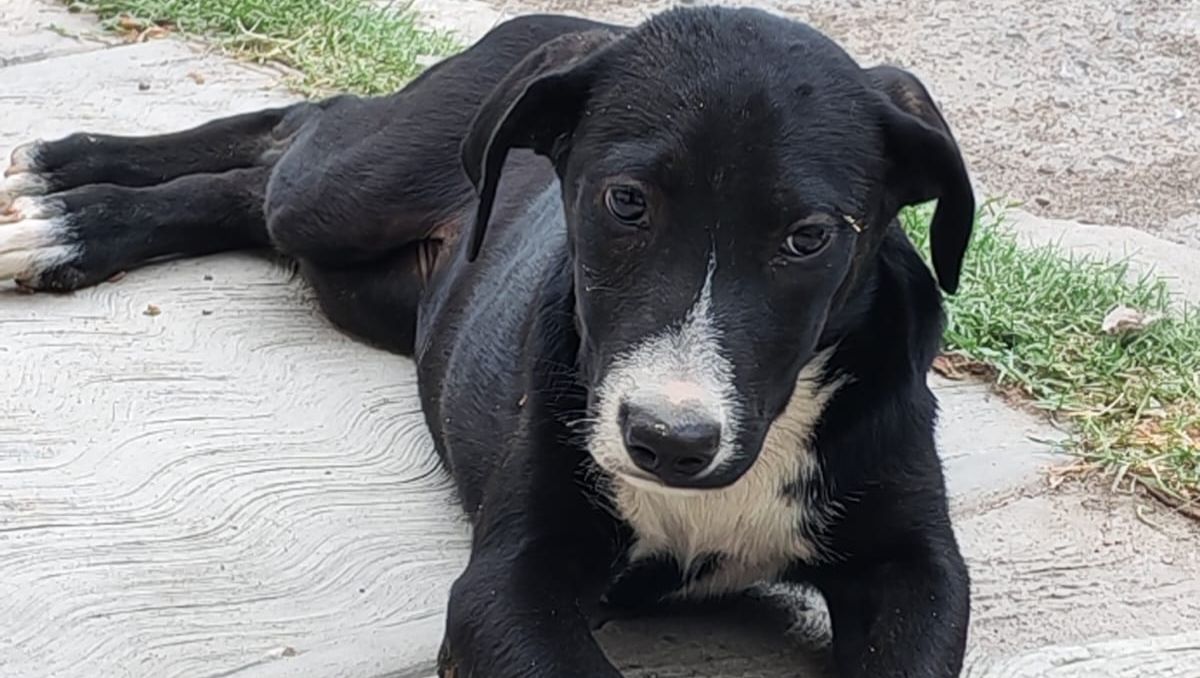 Se trataba de perritas que no superaban los seis meses de edad, y que además acababan de ser esterilizadas. | Foto: Eunice Muñoz