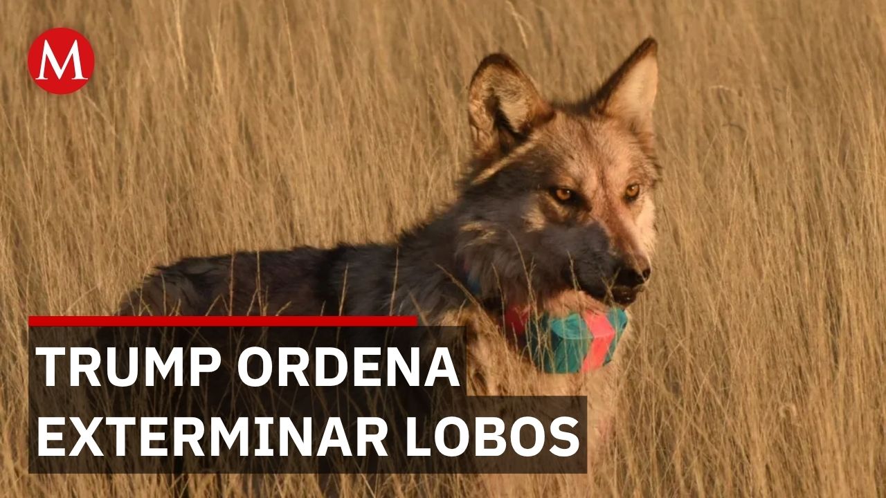Trump ordena exterminar lobo mexicano; pérdidas de ganado no superan el 1 por ciento