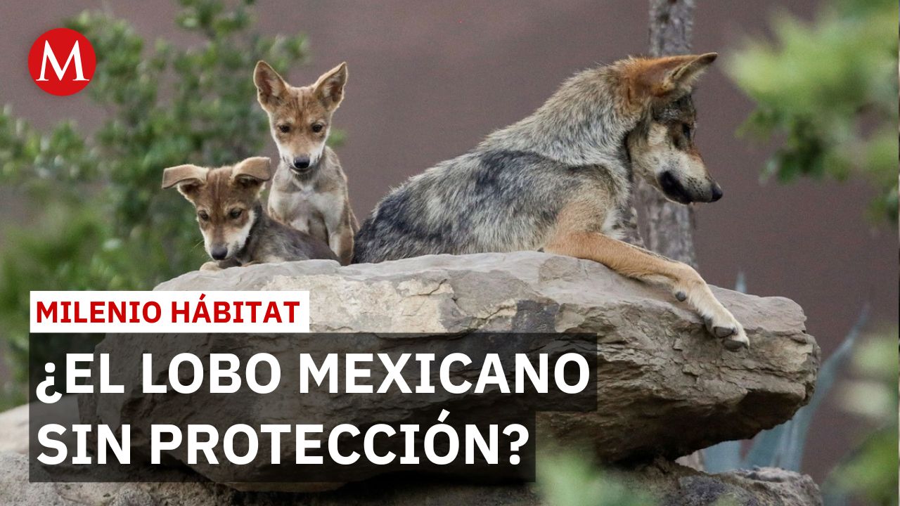 Donald Trump ordena eliminar protecciones para el lobo mexicano