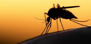 El proyecto busca limitar la población del insecto y disminuir los casos de enfermedades que transmite.